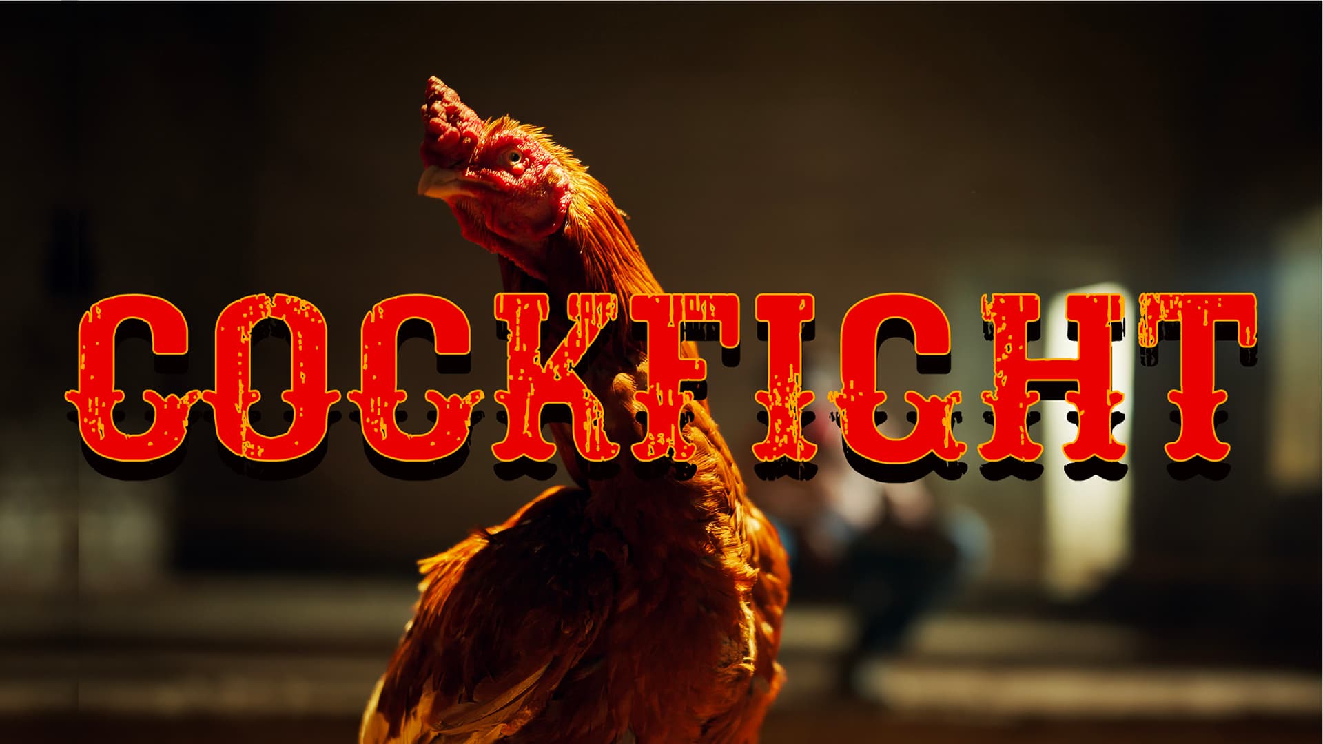  Cockfight